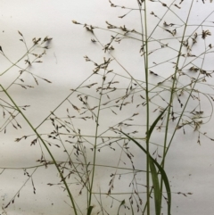 Panicum effusum (Hairy Panic Grass) at Garran, ACT - 17 Mar 2020 by ruthkerruish