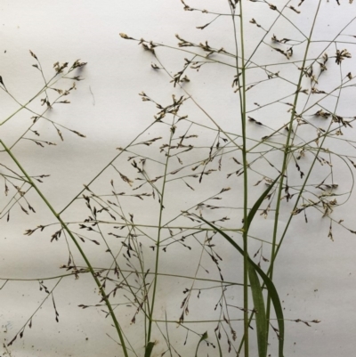 Panicum effusum (Hairy Panic Grass) at Red Hill to Yarralumla Creek - 16 Mar 2020 by ruthkerruish
