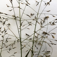 Panicum effusum at Garran, ACT - 17 Mar 2020