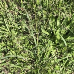 Panicum effusum at Garran, ACT - 17 Mar 2020 10:00 AM