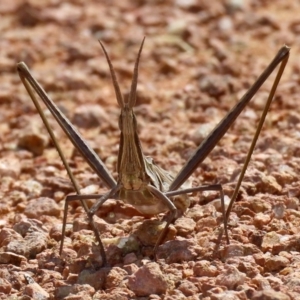 Acrida conica at Fyshwick, ACT - 16 Mar 2020