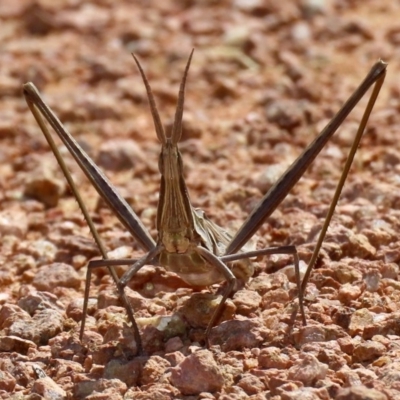 Acrida conica (Giant green slantface) at Jerrabomberra Wetlands - 16 Mar 2020 by RodDeb