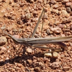 Acrida conica at Fyshwick, ACT - 16 Mar 2020