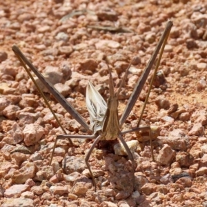 Acrida conica at Fyshwick, ACT - 16 Mar 2020