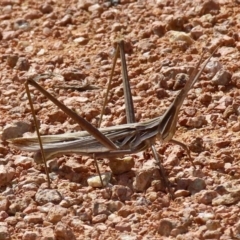 Acrida conica at Fyshwick, ACT - 16 Mar 2020