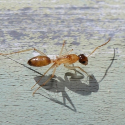 Camponotus claripes (Pale-legged sugar ant) at Acton, ACT - 17 Mar 2020 by TimL