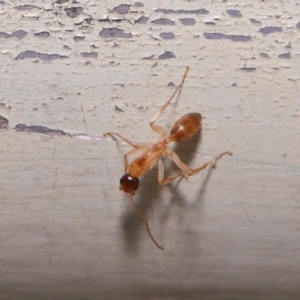 Camponotus claripes at Acton, ACT - 17 Mar 2020