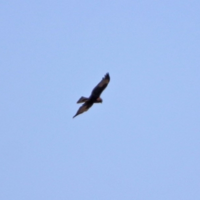 Circus approximans (Swamp Harrier) at Fyshwick, ACT - 16 Mar 2020 by RodDeb