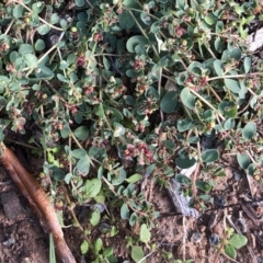 Euphorbia dallachyana (Mat Spurge, Caustic Weed) at Hughes, ACT - 16 Mar 2020 by ruthkerruish