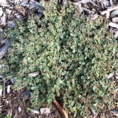 Euphorbia dallachyana at Hughes, ACT - 17 Mar 2020 10:00 AM