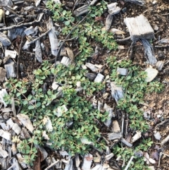 Euphorbia dallachyana at Hughes, ACT - 17 Mar 2020