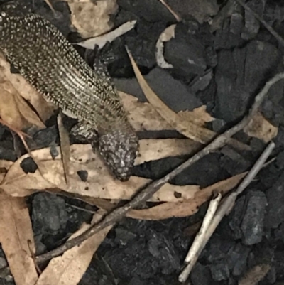 Egernia cunninghami (Cunningham's Skink) at Red Hill, ACT - 17 Mar 2020 by TexanReptilian