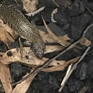 Egernia cunninghami at Red Hill, ACT - 17 Mar 2020