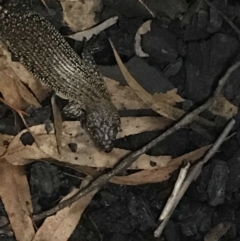 Egernia cunninghami at Red Hill, ACT - 17 Mar 2020 04:37 PM