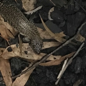 Egernia cunninghami at Red Hill, ACT - 17 Mar 2020
