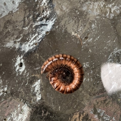 Australiosomatinae sp. (subfamily) (Millipede) at Hughes, ACT - 16 Mar 2020 by ruthkerruish