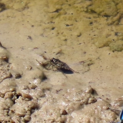 Notonectidae (family) (Backswimmer) at Jerrabomberra Wetlands - 16 Mar 2020 by RodDeb