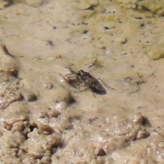 Saldidae sp. (family) at Fyshwick, ACT - 16 Mar 2020 01:50 PM