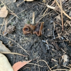 Unidentified Fungus at Conjola, NSW - 17 Mar 2020 by PatB