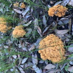 Ramaria sp. (A Coral fungus) at Conjola, NSW - 16 Mar 2020 by PatB