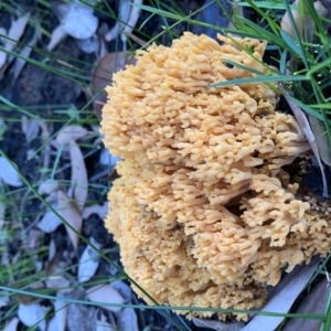 Ramaria sp. (genus) at Conjola, NSW - 17 Mar 2020 06:58 AM