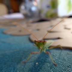 Orthodera ministralis (Green Mantid) at Rugosa - 16 Mar 2020 by SenexRugosus