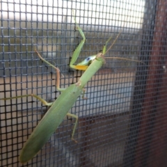 Orthodera ministralis at Yass River, NSW - 16 Mar 2020