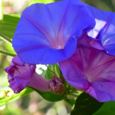 Ipomoea indica (Purple Morning Glory) at Bermagui, NSW - 17 Mar 2020 by JackieLambert