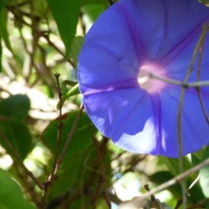 Ipomoea indica at Bermagui, NSW - 17 Mar 2020 09:45 AM