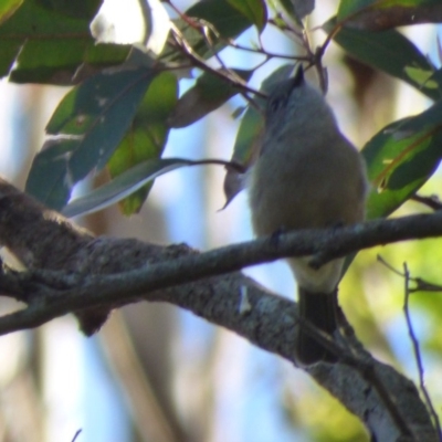 Pachycephala pectoralis (Golden Whistler) at Bermagui, NSW - 16 Mar 2020 by JackieLambert