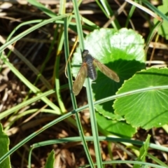 Comptosia sp. (genus) (Unidentified Comptosia bee fly) at Bermagui, NSW - 16 Mar 2020 by Jackie Lambert