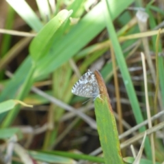 Theclinesthes sulpitius (Samphire Blue) at Bermagui, NSW - 16 Mar 2020 by Jackie Lambert