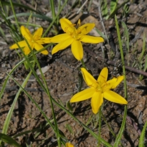 Hypoxis hygrometrica var. villosisepala at Theodore, ACT - 17 Mar 2020