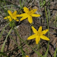 Hypoxis hygrometrica var. villosisepala (Golden Weather-grass) at Theodore, ACT - 17 Mar 2020 by Owen