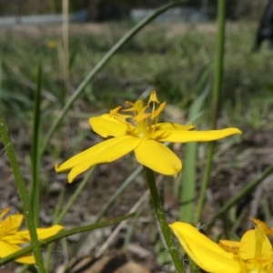 Hypoxis hygrometrica var. villosisepala at Theodore, ACT - 17 Mar 2020