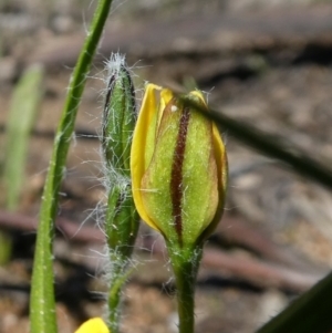 Hypoxis hygrometrica var. villosisepala at Theodore, ACT - 17 Mar 2020