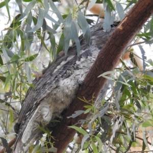 Podargus strigoides at Kambah, ACT - 15 Mar 2020 04:32 PM