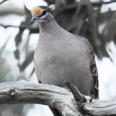 Phaps chalcoptera (Common Bronzewing) at Kambah, ACT - 16 Mar 2020 by HelenCross