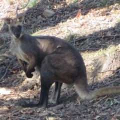 Osphranter robustus robustus (Eastern Wallaroo) at Bellmount Forest, NSW - 16 Mar 2020 by Christine