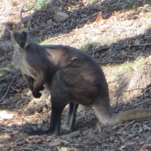 Osphranter robustus robustus at Bellmount Forest, NSW - 17 Mar 2020