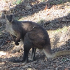 Osphranter robustus (Wallaroo) at Bellmount Forest, NSW - 16 Mar 2020 by Christine