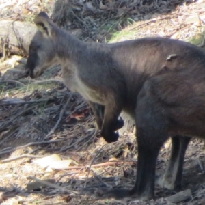 Osphranter robustus at Bellmount Forest, NSW - 17 Mar 2020