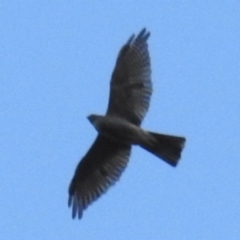 Tachyspiza cirrocephala (Collared Sparrowhawk) at Kambah, ACT - 16 Mar 2020 by HelenCross