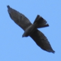 Tachyspiza cirrocephala at Kambah, ACT - 16 Mar 2020