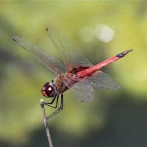 Tramea loewii at Molonglo Valley, ACT - 27 Oct 2016