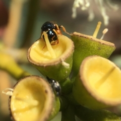 Pachyprosopis mirabilis at Acton, ACT - 12 Mar 2020