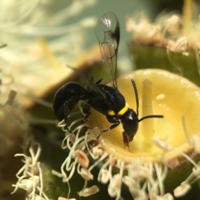 Hylaeus (Prosopisteron) primulipictus (Hylaeine colletid bee) at Acton, ACT - 17 Mar 2020 by PeterA