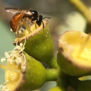 Exoneura sp. (genus) at Acton, ACT - 17 Mar 2020