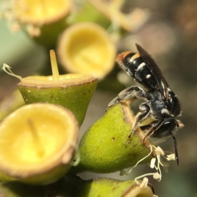 Lipotriches (Austronomia) ferricauda (Halictid bee) at Acton, ACT - 17 Mar 2020 by PeterA