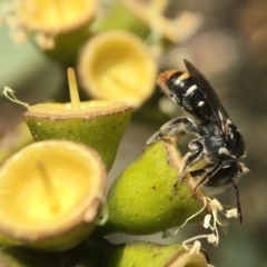 Lipotriches (Austronomia) ferricauda (Halictid bee) at Acton, ACT - 17 Mar 2020 by PeterA